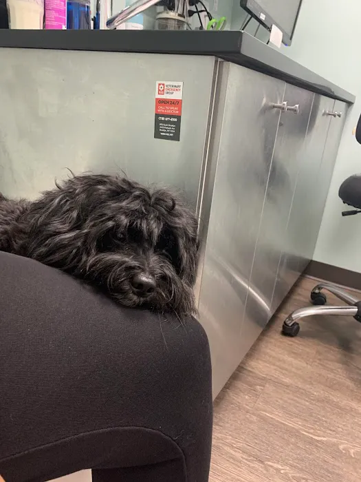 Heart of Brooklyn Veterinary Hospital - Flatbush Picture 17