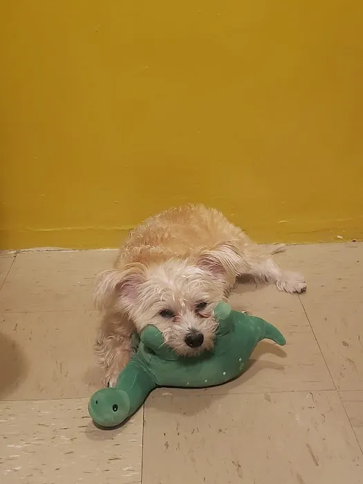 Heart of Brooklyn Veterinary Hospital - Flatbush Picture 16