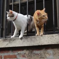 Brooklyn Roots Veterinary Hospital ico