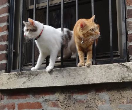Brooklyn Roots Veterinary Hospital