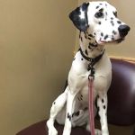 Horsfield and Associates Veterinary Hospital