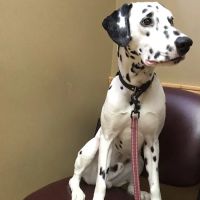 Horsfield and Associates Veterinary Hospital ico