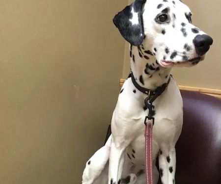 Horsfield and Associates Veterinary Hospital