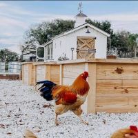 Avian Structures ico