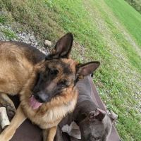 Schultzville Animal Hospital ico