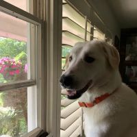 Jeffersonville Animal Hospital ico