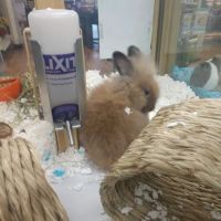 Pet Supermarket ico