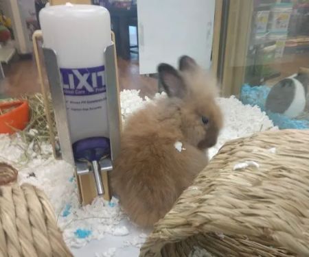 Pet Supermarket