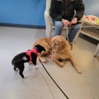Youngsville Veterinary Clinic ico