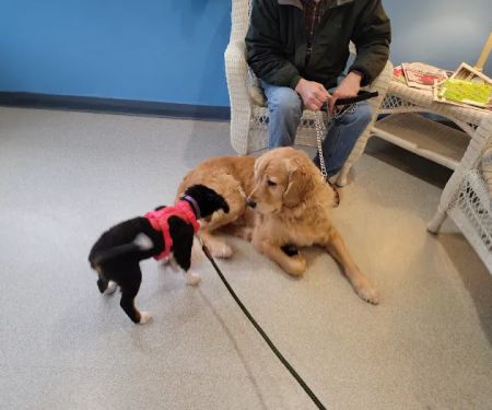 Youngsville Veterinary Clinic