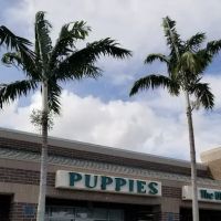 Palm Beach Puppies ico