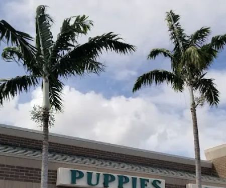 Palm Beach Puppies