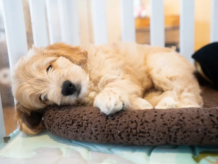 Palm Beach Puppies Picture 3