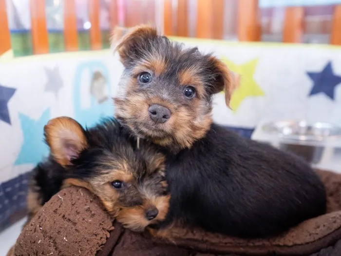 Palm Beach Puppies Picture 4