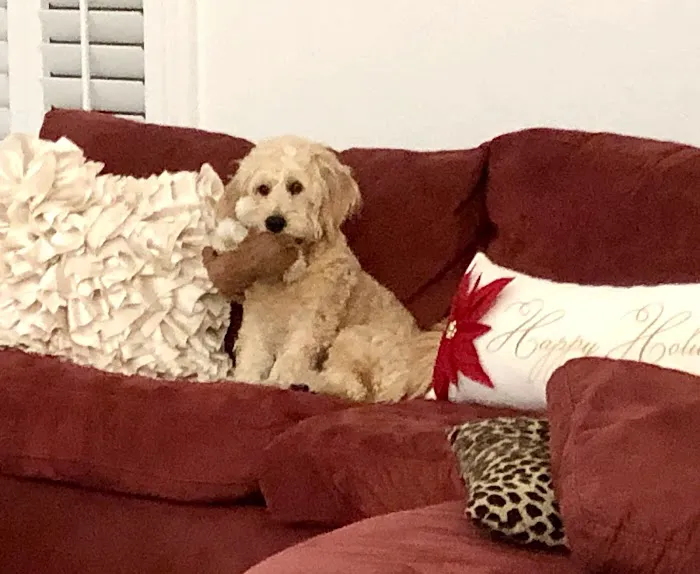 Palm Beach Puppies Picture 5
