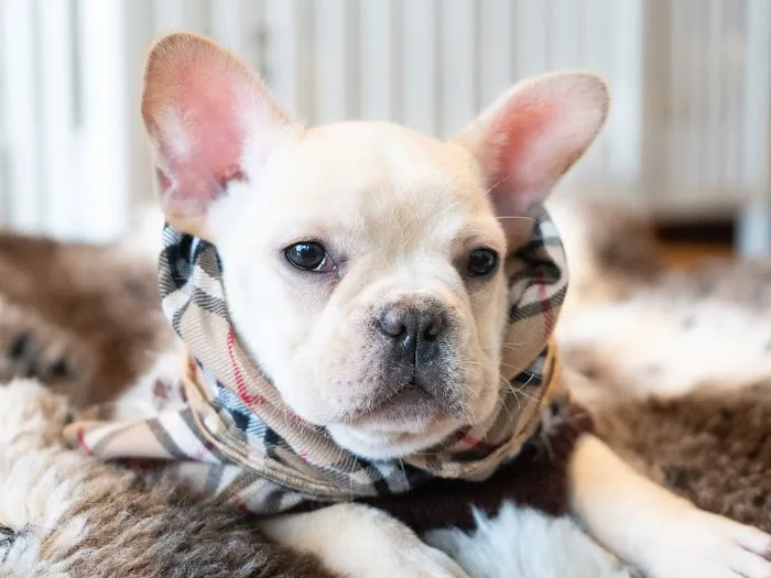 Palm Beach Puppies Picture 6