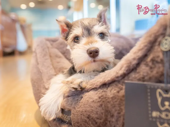 Palm Beach Puppies Picture 7