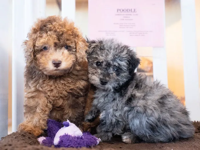 Palm Beach Puppies Picture 8