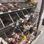 Pet Supermarket