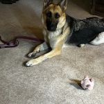 Acre Lake Veterinary Hospital