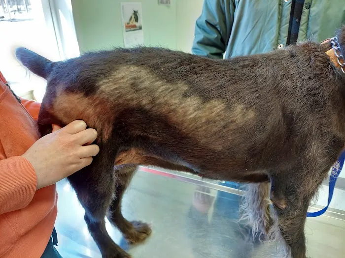 Acre Lake Veterinary Hospital Picture 5