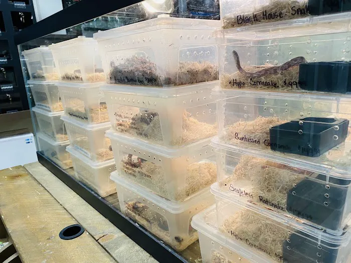 Underground Reptiles (Retail Store) Picture 7