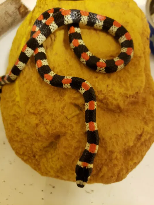 Underground Reptiles (Retail Store) Picture 10