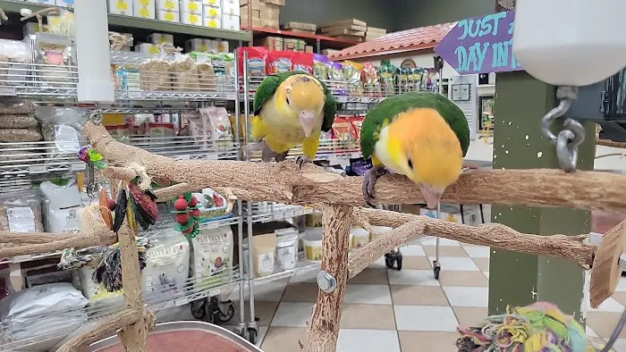 Golden Cockatoo Picture 2