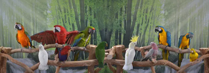 Golden Cockatoo Picture 3