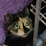 The NEPA Rescue Veterinary Clinic at Indraloka