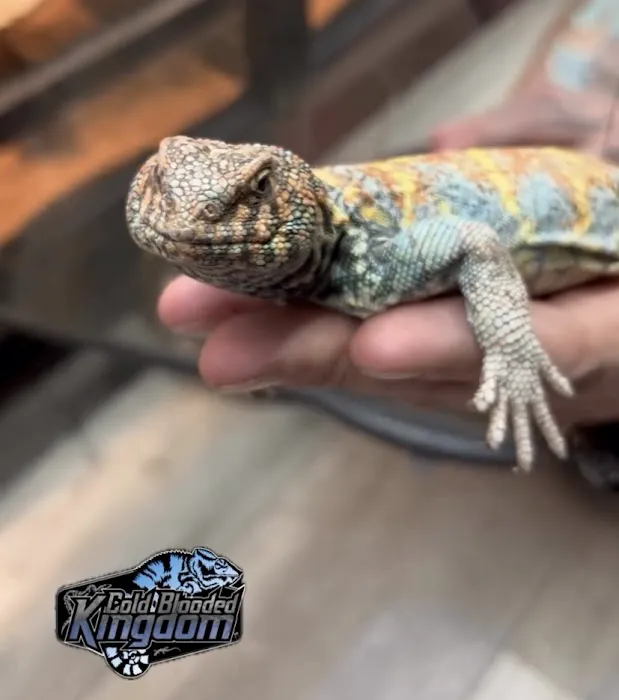 Cold Blooded Kingdom Picture 5