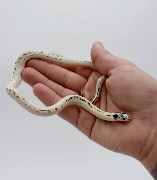 Cold Blooded Kingdom Picture 4