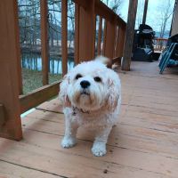 Bunker Hill Veterinary Hospital, PC ico