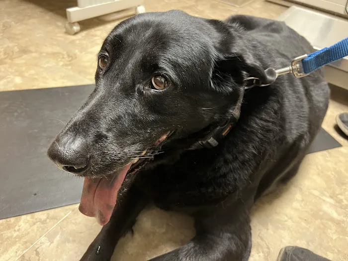 Bunker Hill Veterinary Hospital, PC Picture 9