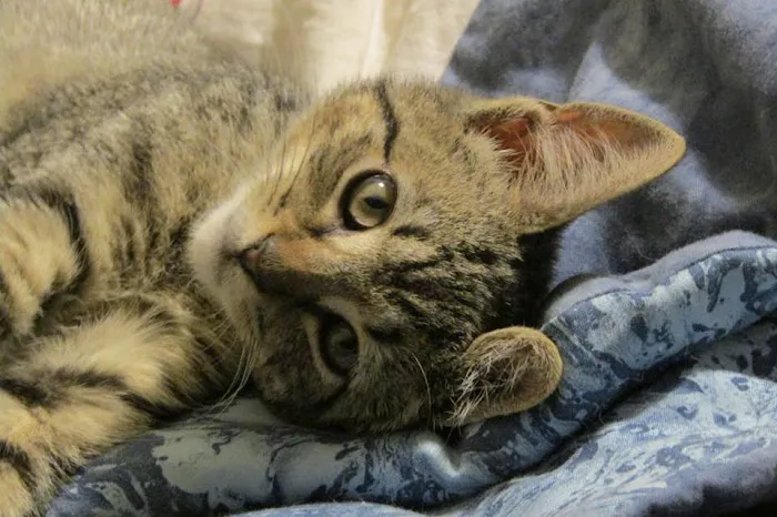 Suffern Animal Hospital Picture 2