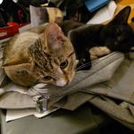 Suffern Animal Hospital