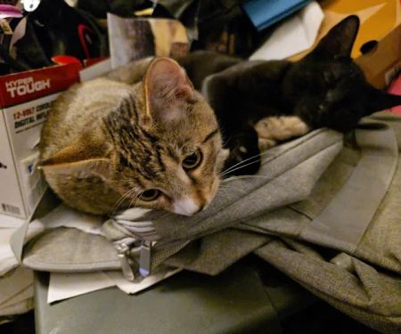 Suffern Animal Hospital
