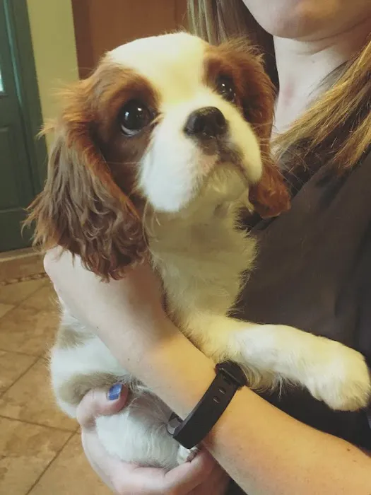 Suffern Animal Hospital Picture 8