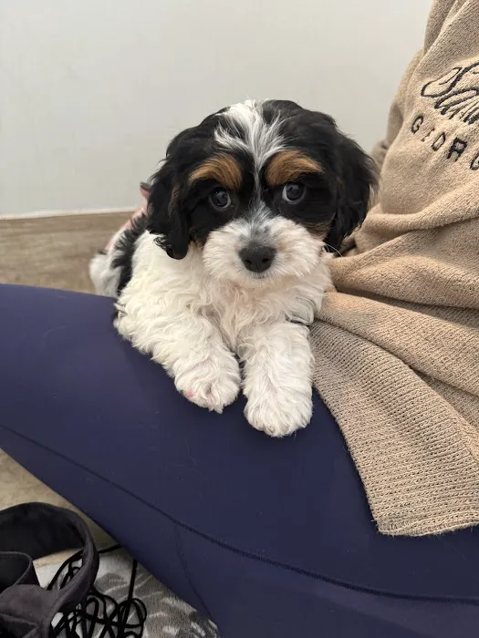 Heavenly Puppies Picture 2