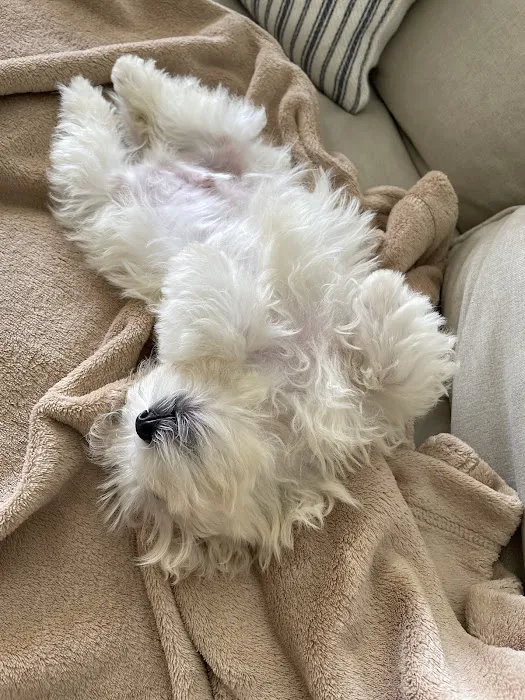 Heavenly Puppies Picture 5