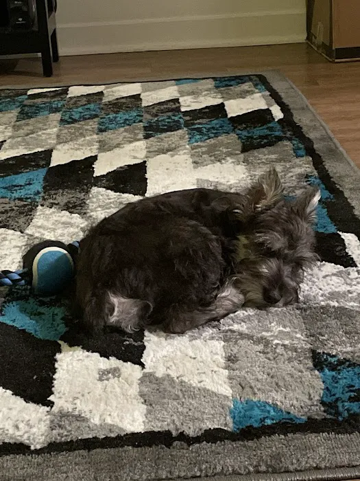 Heavenly Puppies Picture 4