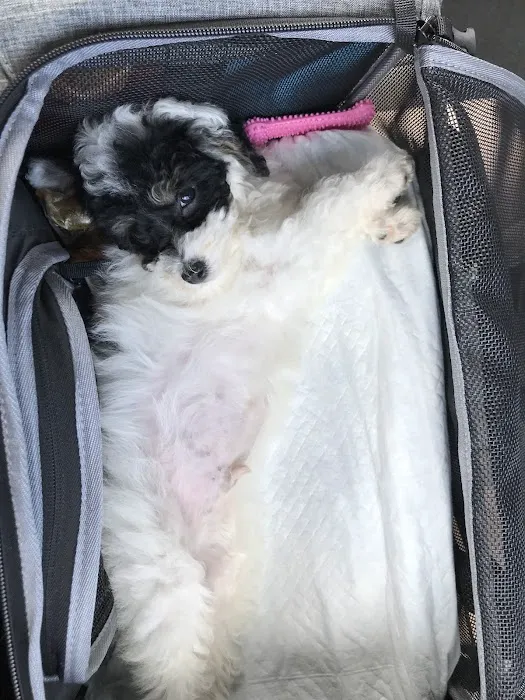 Heavenly Puppies Picture 8