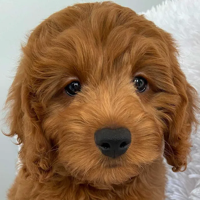 Heavenly Puppies Picture 9