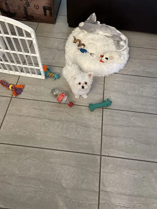Heavenly Puppies Picture 7