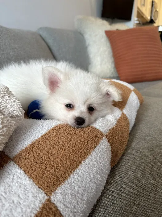 Heavenly Puppies Picture 10