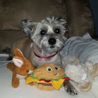 Airmont Animal Hospital ico