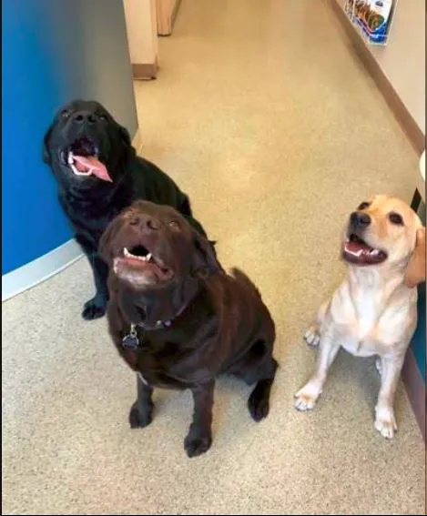 Airmont Animal Hospital Picture 5