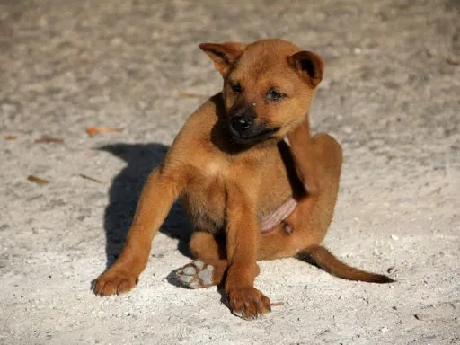 Animal Dermatology Clinic Picture 1