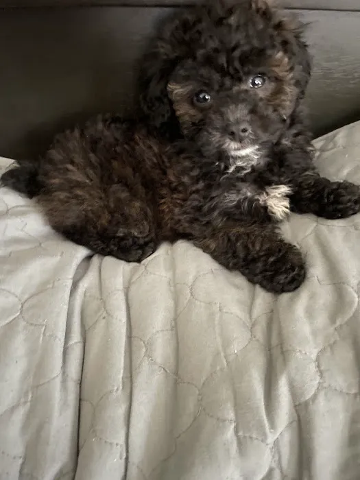 Love My Puppy Picture 7