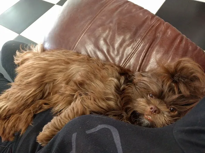 Love My Puppy Picture 9